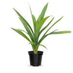 Pandan Plant Live, Pandanus Amaryllifolius Live Plant, 5 to 7 Inc Tall, Well Rooted Outdoor Garden
