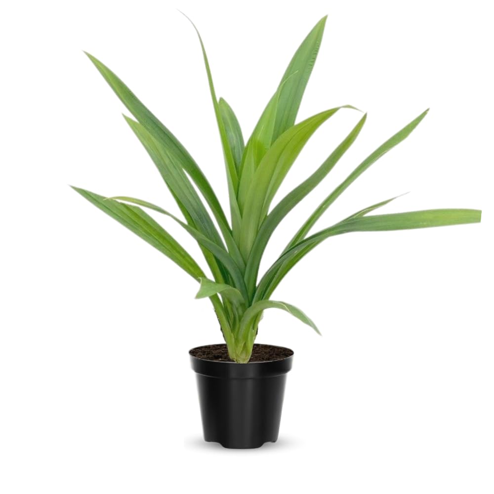 Pandan Plant Live, Pandanus Amaryllifolius Live Plant, 5 to 7 Inc Tall, Well Rooted Outdoor Garden