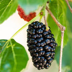 Set 2 Mulberry Trees Plants 5 to 8 Inch Height, Sweet Mulberry Plants Live for Planting, Mulberries Fruit to Grow Outdoor, No Pot (Dwarf Everbearing Mulberry)
