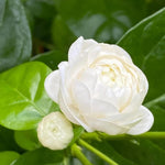2 Grand Duke Jasmine Live Plants, Fragrant Flowering Shrubs, 4-6" Tall