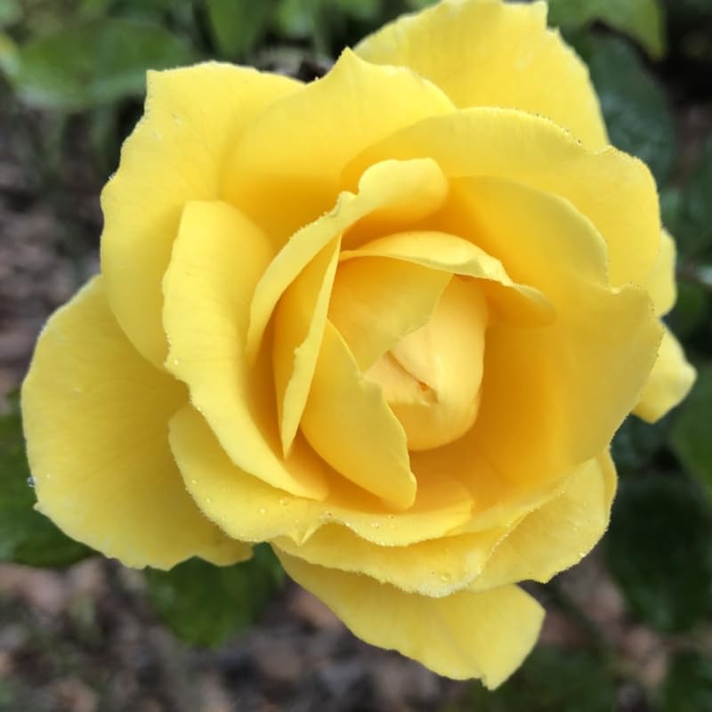 Rose Plant Live, Fragrant Heirloom Flower Bush, 5-10 Inch Tall, Grows as Climbing or Shrub for Outdoor Garden, No Pot (Yellow Rose Plant)
