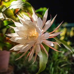 2 Night Blooming Epiphyllum Plants Live, Orchid Cactus Epiphyllum Live Succulents, 4-6” Tall in 4” Pots, Queen of The Night Cactus Plants