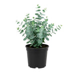 Eucalyptus Plant Live, Baby Blue Eucalyptus Tree Live, 4 to 7 Inches Tall, Cold Hardy Eucalyptus Starter Plant for Indoor Outdoor Planting