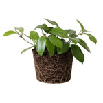 Hoya Quinquenervia Plant Live, Hoya Indoor Plant, Green Foliage, 4-6 inches Tall for Indoor Houseplant