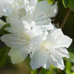 White Dwarf Azalea Rhododendron Plants Live Tree, 1 Gallon Pot Azalea Bush Shrub Vibrant Bloom, 1 Year Old Well Rooted, Cold Hardy