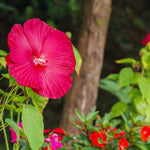 2 Red Hibiscus Trees Live Plant, Hardy Hibiscus Plants Live, 5 to 7 Inches, Hibiscus Shrub Tree for Garden