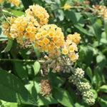 AVERAR 6 Months Old Yellow Butterfly Bush Live Plant, Butterfly Bushes Ready to Plant Outdoor, Buddleia Plant Bush Shrub 5-7 Inches Tall, No Pot