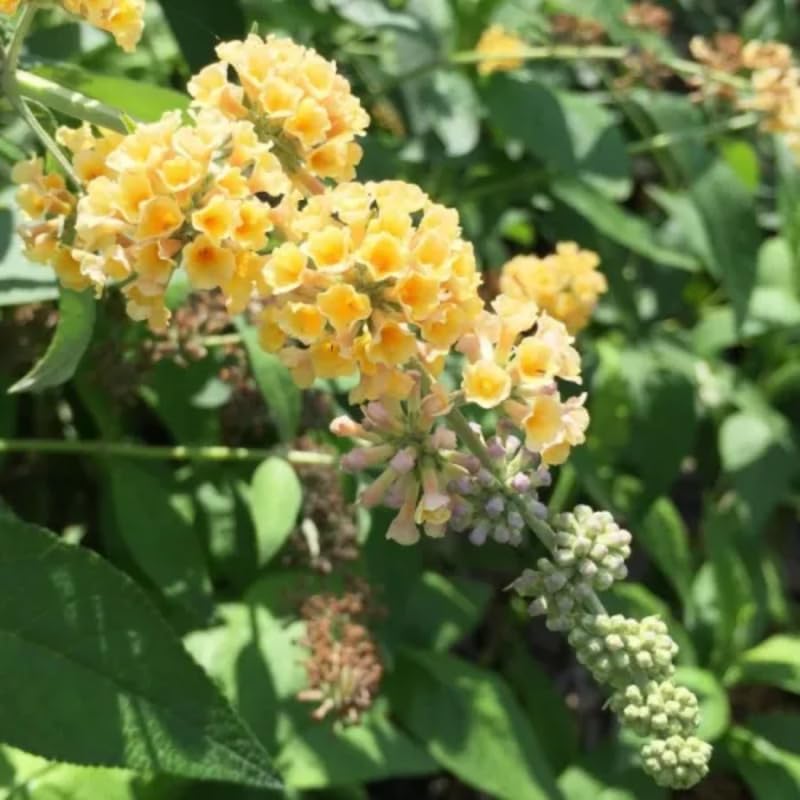 AVERAR 6 Months Old Yellow Butterfly Bush Live Plant, Butterfly Bushes Ready to Plant Outdoor, Buddleia Plant Bush Shrub 5-7 Inches Tall, No Pot