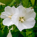 White Rose of Sharon Plant, Hardy Hibiscus Bush Shrub Well-Rooted 7-13" Tall Althea Shrub with Summer Blooms for Outdoor Landscape