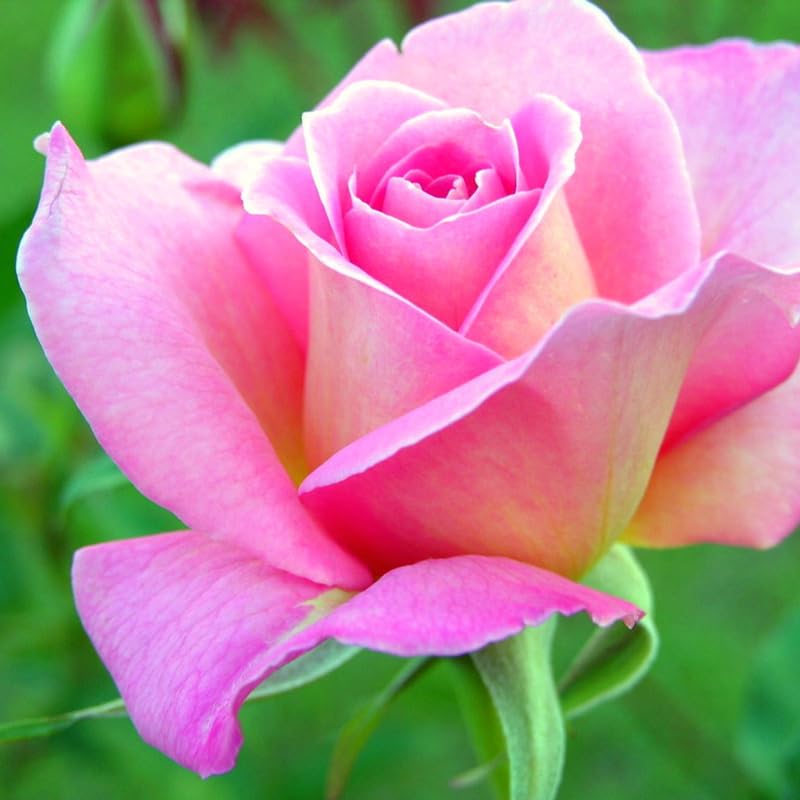 Rose Bush Live Plant for Gardening, Hardy Fragrant Rose Flower Plant, 5 to 10 Inch Tall, Ideal for Outdoor Planting (Rare Pink Rose)