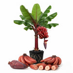 Zebrina Red Banana Tree Live Plant, Edible Fruit, 4-6" Tall