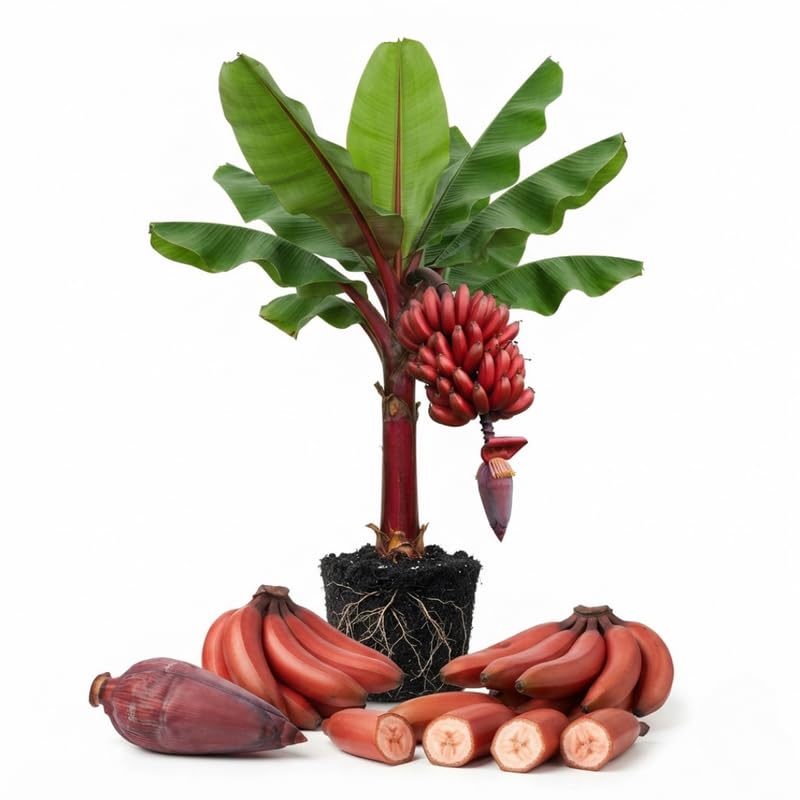 Zebrina Red Banana Tree Live Plant, Edible Fruit, 4-6" Tall