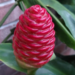 10 Shampoo Ginger Roots, Zingiber Zerumbet Awapuhi Ginger Rhizomes, Red Pinecone Ginger Lily to Grow