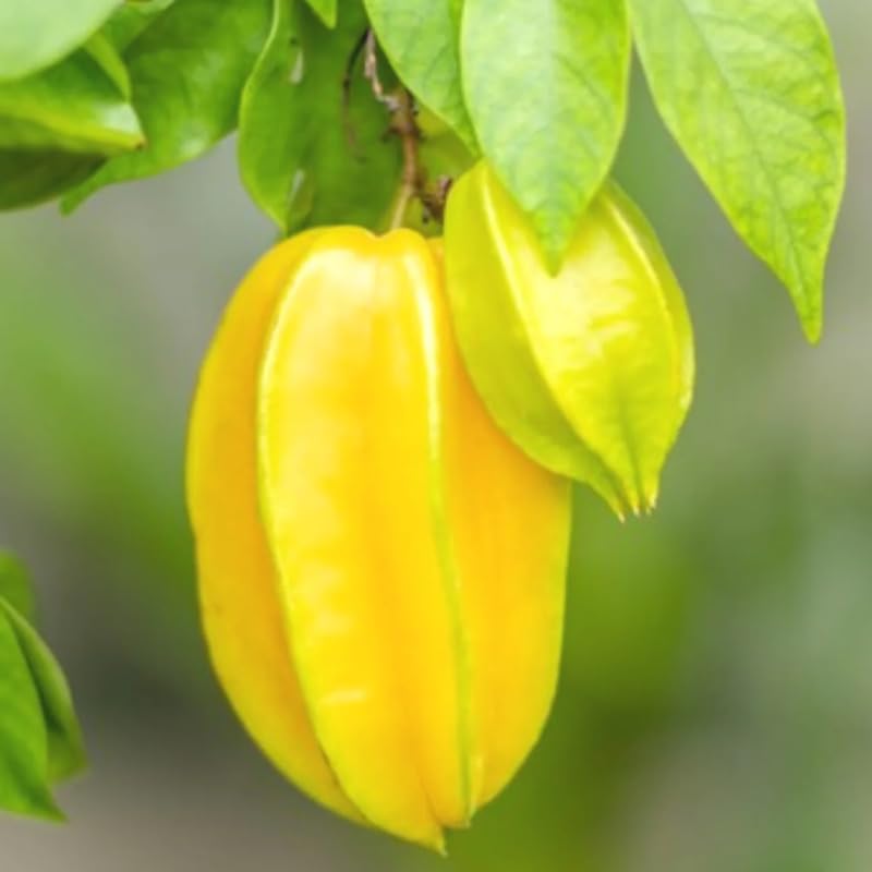 Carambola Starfruit Tree Grafted Live Plant, 8-14 Inc Tall in Pot, Sweet Star Fruit Tree Plant for Planting, No CA, HI, PR, GU, AK