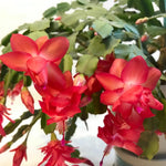 Red Christmas Cactus Plants Live in 4 Inch Pot, Perennial Christmas Thanksgiving Cactus Plants Potted, Vibrant Flower Holiday Houseplant Indoors Outdoors