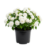 Impatiens Plant Live, White Double Impatiens Plant, 4-8 Inches Tall, Vibrant Perennial Flowers for Containers, Hanging Baskets and Garden Borders