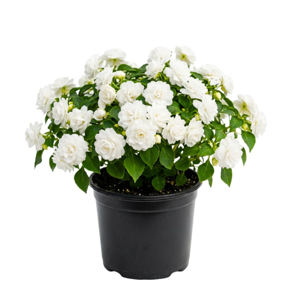 Impatiens Plant Live, White Double Impatiens Plant, 4-8 Inches Tall, Vibrant Perennial Flowers for Containers, Hanging Baskets and Garden Borders
