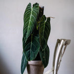 Melanochrysum Philodendron Plant Live Indoor, 5-9" No Pot, Tropical House Plant for Indoor, 5-9" No Pot Home Décor Houseplants