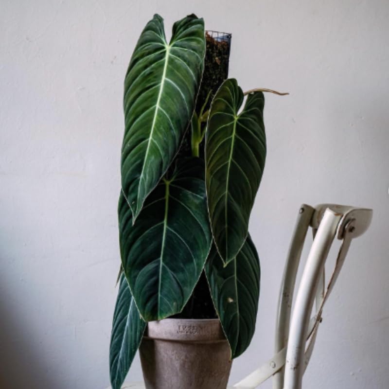 Melanochrysum Philodendron Plant Live, Rare Tropical Variegated Live Indoor Houseplant, Starter Plants No Pot, 5-9" in Tall