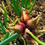 6 Tree Onion Egyptian Walking Onion Live Plants for Planting Outdoors, Rare Fresh Heirloom Allium Winter Onions Vegetable Plant, Not Bulbs