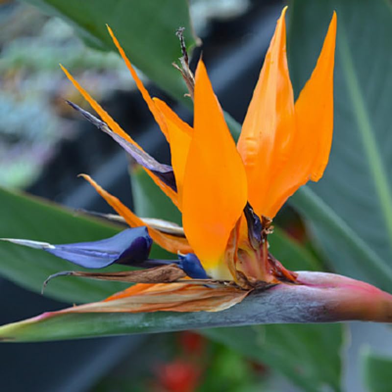 Bird of Paradise Plant Live, Orange Bird of Paradise Live Plant from 5 to 7 Inches Tall, Flower Bush Plant