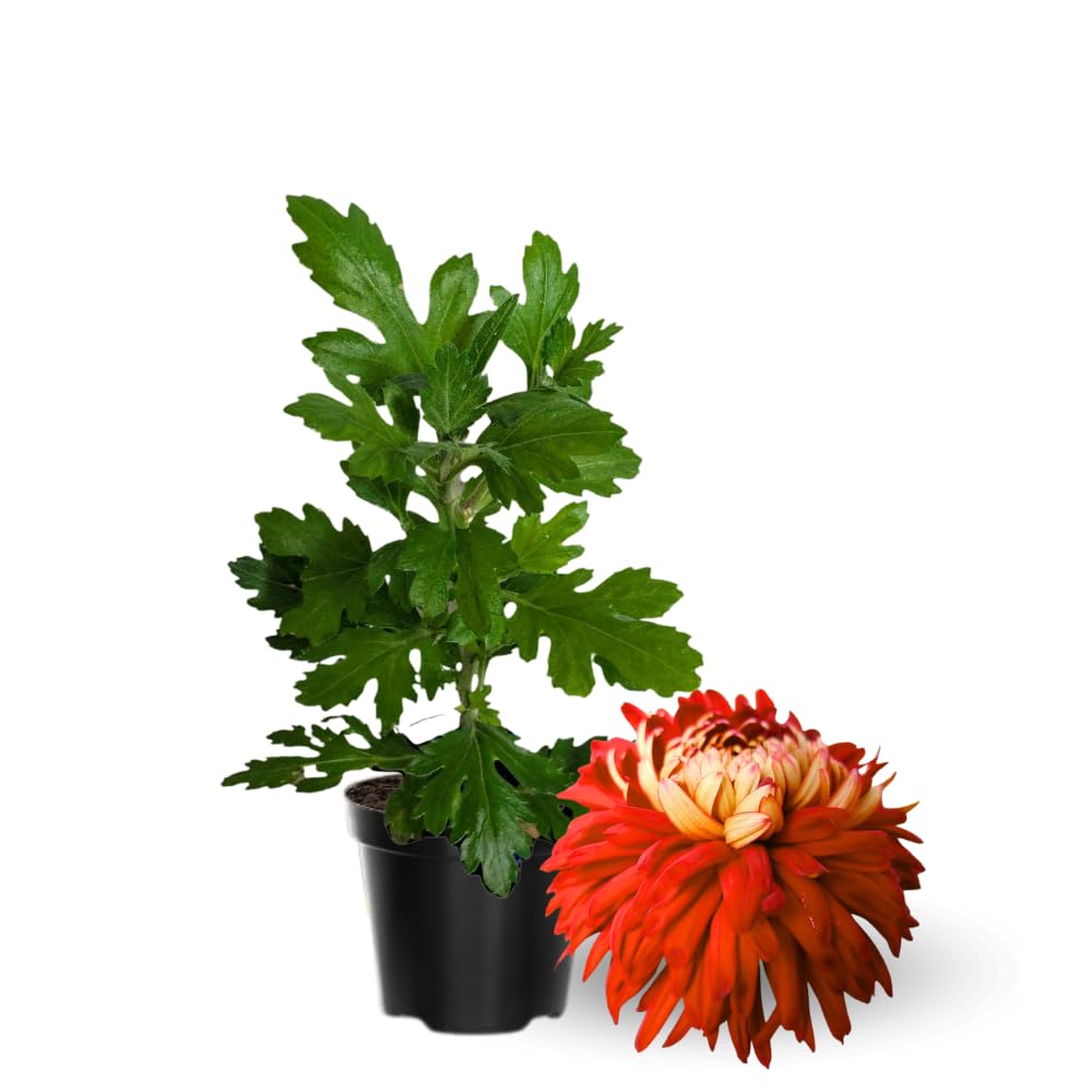 Chrysanthemum Flower Plant, Dark Orange Mums Plant Live for Gardening Outdoor, 5 to 7 Inc Tall Chrysanthemum Plants Live, No Pot Mum Live Plant