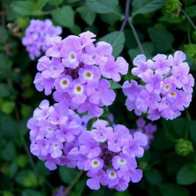 2 Trailing Lavender Lantana Plants Live, Colorful Perennial, Long-Blooming and Very Hardy, Size 5 to 12 Inches in Tall, Well-Rooted, Outdoor Planting