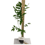 2 Wisteria Plants Live Trees Vines for Home Décor, Outdoor Planting, Size 6-12", Dormant in Winter, Hardy