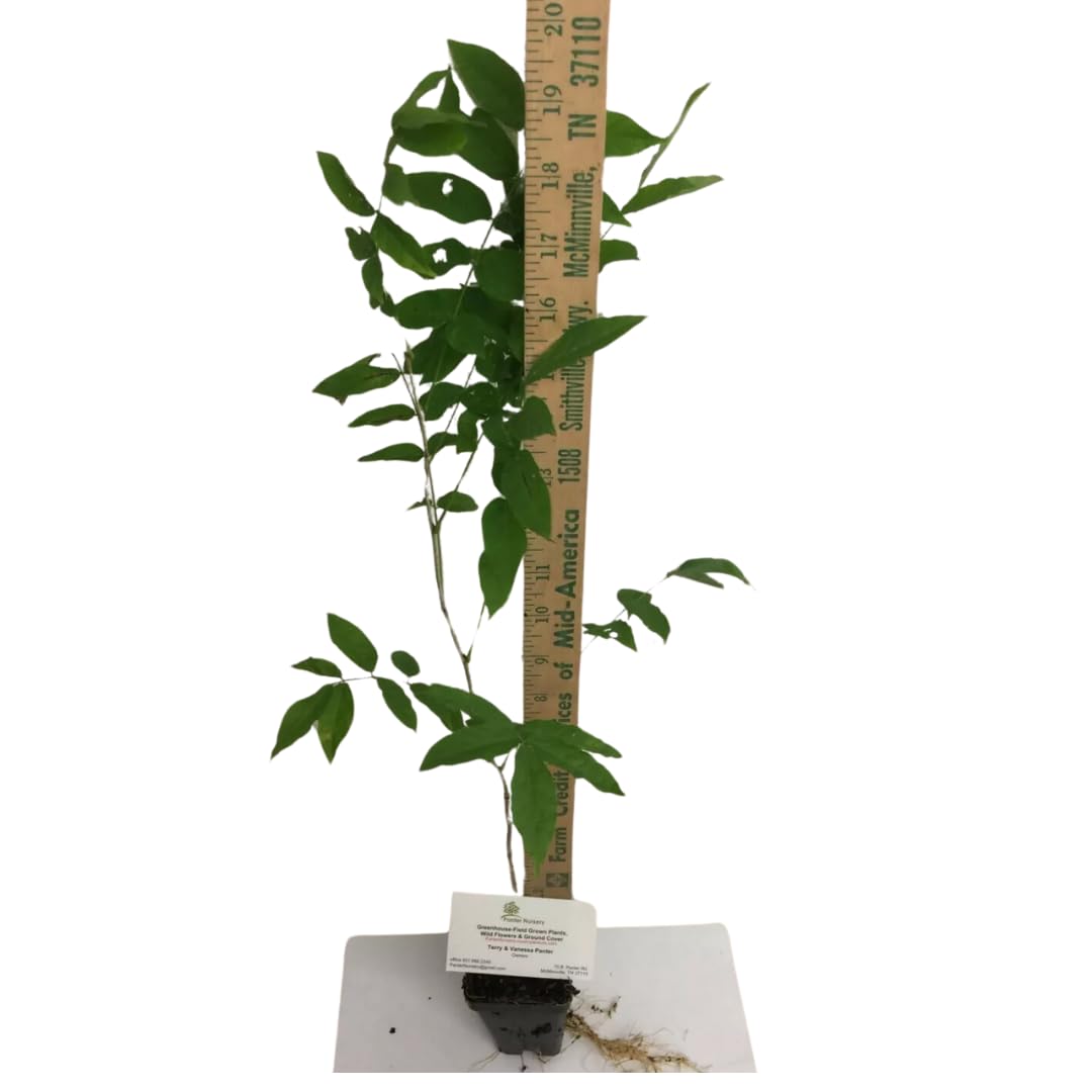 2 Wisteria Plants Live Trees Vines for Home Décor, Outdoor Planting, Size 6-12", Dormant in Winter, Hardy