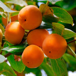 2 Persimmon Trees Live Plants, 7"-15" American Persimmon Tree for Planting Outdoor, Cold Hardy, Dormant in Winter