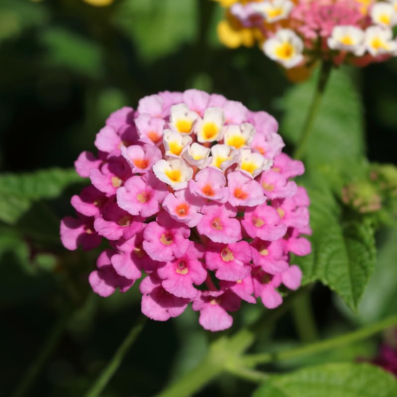 Set 4 Trailing Lantana Plants Live for Planting, Fragrant Lantana Live Plant to Grow Indoor Outdoor, Lantana Flowers Perennial, 4-8" Tall (Pink Lantana)