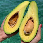 2-3Ft Avocado Trees Live Plants, Grafted Long Neck Avocado Plant Live Tree in Pot, No CA