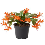 Orange Christmas Cactus Plants Live in 4 Inch Pot, Perennial Christmas Thanksgiving Cactus Plants Potted, Vibrant Flower Holiday Houseplant Indoors Outdoors