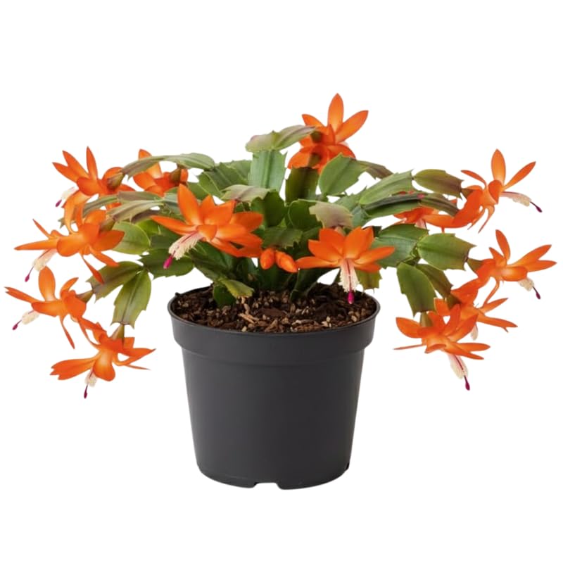 Orange Christmas Cactus Plants Live in 4 Inch Pot, Perennial Christmas Thanksgiving Cactus Plants Potted, Vibrant Flower Holiday Houseplant Indoors Outdoors