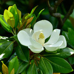 Magnolia Tree Live Plant, Sweetbay Magnolia Plant Live, 8 to 12 Inches, Tropical Shrub Plants