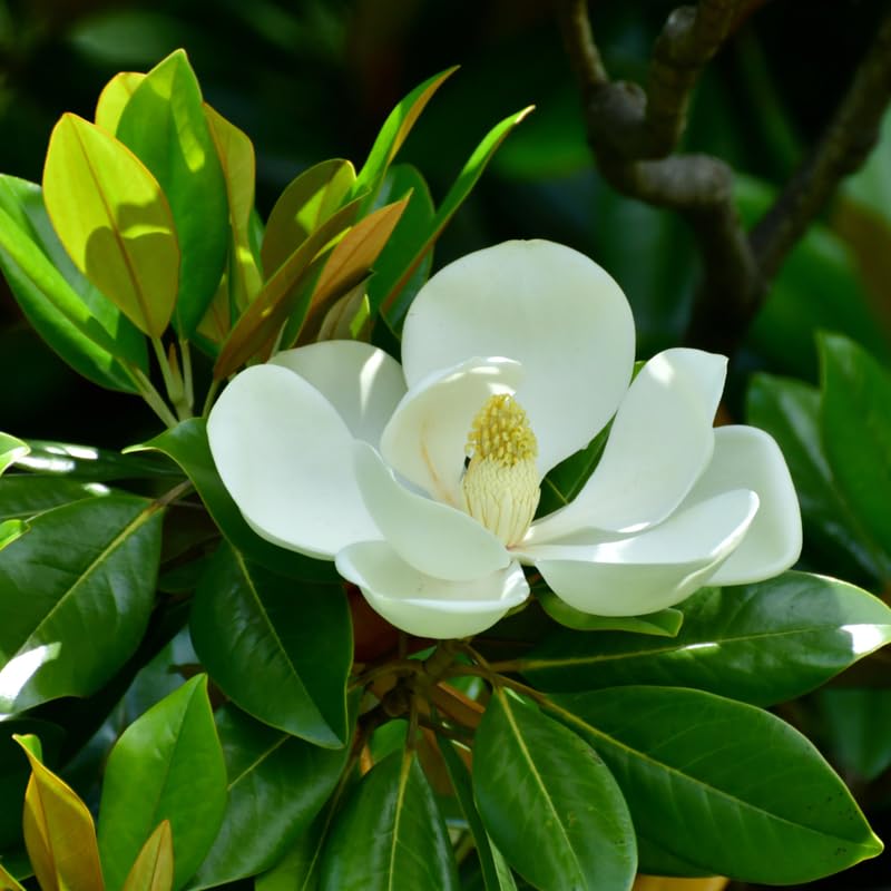 Magnolia Tree Live Plant, Sweetbay Magnolia Plant Live, 8 to 12 Inches, Tropical Shrub Plants