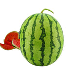 2 Live Red Watermelon Plants for Gardening Indoor Outdoor, Live Watermelon Plants, 3 Inches Tall