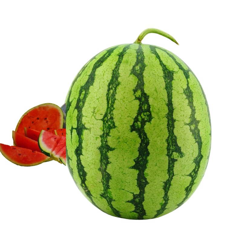 2 Live Red Watermelon Plants for Gardening Indoor Outdoor, Live Watermelon Plants, 3 Inches Tall