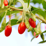 3 Red Goji Berry Plants Live 4 to 8 Inch Tall, Sweet Goji Berry Trees Perennial Garden Simple to Grow, Berry Fruit Tree