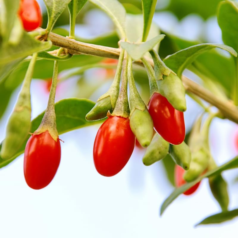 Pack 2 Red Goji Berry Plants Live, Sweet Goji Berry Perennial Garden Simple to Grow, Berry Fruit Tree for Gardening
