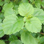Pack 2 Swedish Ivy Plants Live Indoors in One Pot, Plectranthus Swedish Ivy House Plants, Live Swedish Ivy Vine, 4-6" Tall (Green Swedish Ivy)
