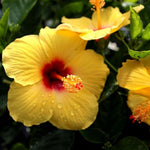 Hibiscus Plants Live, Tropical Hibiscus Plant, Perennial Flower Bush, 7 to 13 Inch Tall