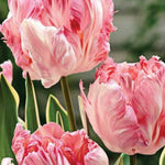 25 Tulip Bulbs for Planting, Easy-Grow Spring Flowers, Assorted Perennial Tulip Bulbs, Bulb Size 11/12 cm, Gardens, Containers, Flowerbeds Planting (Rare Tulip)