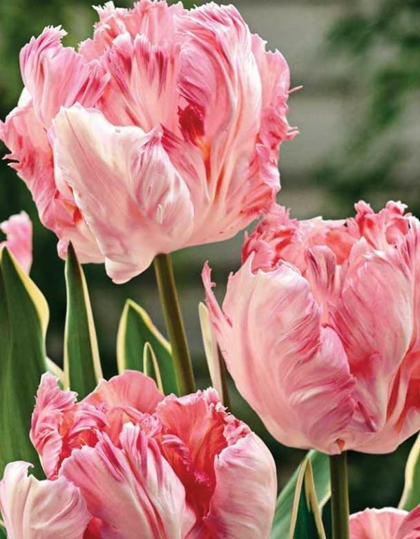 25 Tulip Bulbs for Planting, Easy-Grow Spring Flowers, Assorted Perennial Tulip Bulbs, Bulb Size 11/12 cm, Gardens, Containers, Flowerbeds Planting (Rare Tulip)