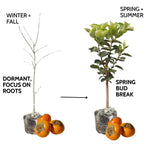2 Live Persimmon Trees Plants, 1 Year Old Seedling, 8-12 Inches Tall for Indoor and Outdoor Planting Zones 7-10