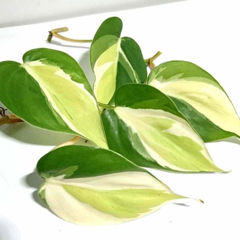 Silver Stripe Philodendron Plant Live, Rare Tropical Variegated Live Indoor Houseplant, Starter Plants No Pot, 5-9" in Tall