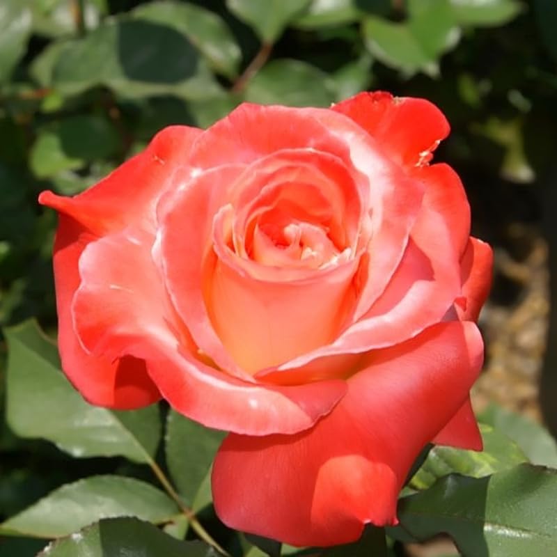 Rose Plant Live, Fragrant Heirloom Flower Bush, 5-10 Inch Tall, Grows as Climbing or Shrub for Outdoor Garden, No Pot (Coral Rose)