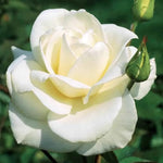 Rose Plant Live, Fragrant Heirloom Flower Bush, 5-10 Inch Tall, Grows as Climbing or Shrub for Outdoor Garden, No Pot (White Rose)