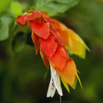 2 Live Shrimp Plant for Growing, 3 to 5 Inc Tall, Red Shrimp Plant Pot, Shrimp Live Plant, Shrimp Plants Live Indoor Outdoor