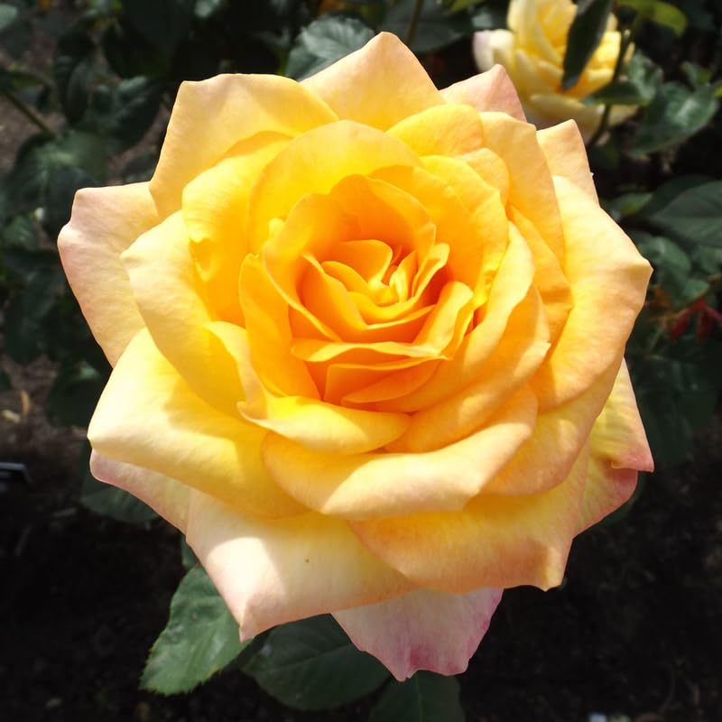 Rose Plant Live, Fragrant Heirloom Flower Bush, 5-10 Inch Tall, Grows as Climbing or Shrub for Outdoor Garden, No Pot (Gold Rose)